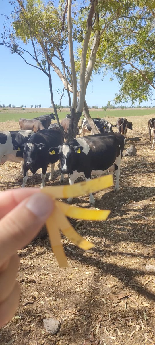 nutex_uruguay's tweet photo. Medición de ph en orina, como método para chequear el correcto funcionamiento de la dieta preparto anionica #nutex #preparto #anionica #produccion #tambo #uruguay https://t.co/Y6oTWcimP2