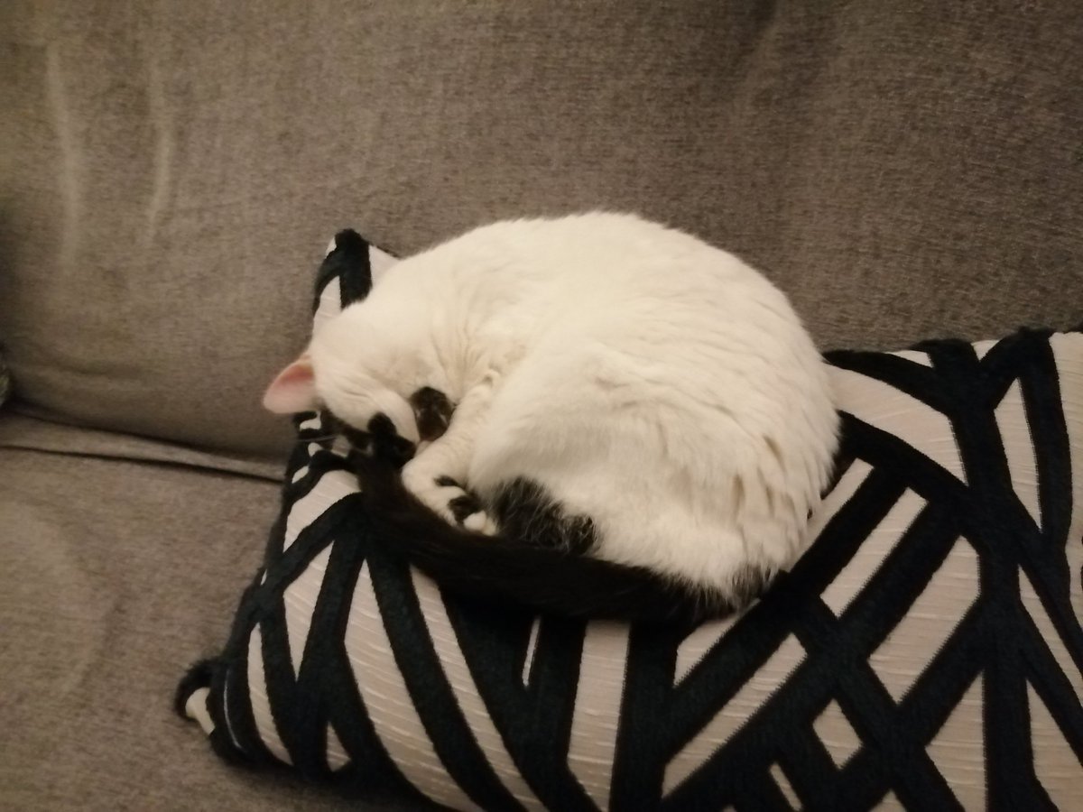 JaminAstro's tweet photo. Streaming tonight at 7:15pm GMT!!
Gonna be on @AscendCraft once again, this time we'll be prettying up our base! Will also be talking a bit about @LOTM_Minecraft and @FormationSmp and future plans for both! And finally, here's a picture of my cat: https://t.co/wYYY2q9cxN