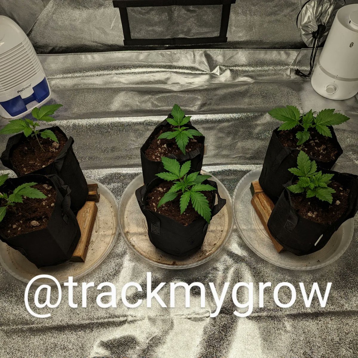 TrackMyGrow's tweet photo. Day: 20
Seeds: 
Tastebudz Genetics BlackBerry Moonrocks
Ethos Genetics Candy Store RBX
Ocean Grown Genetics Yoda Soda

Medium: Coco Coir with Perlite
Light: Bloomplus XP4000

#tastebudz
#ethos
#oceangrowngenetics
#generalhydroponics
#botanicare
#bloomplus
#photoperiod
#cannabis https://t.co/PZfprJPRM6