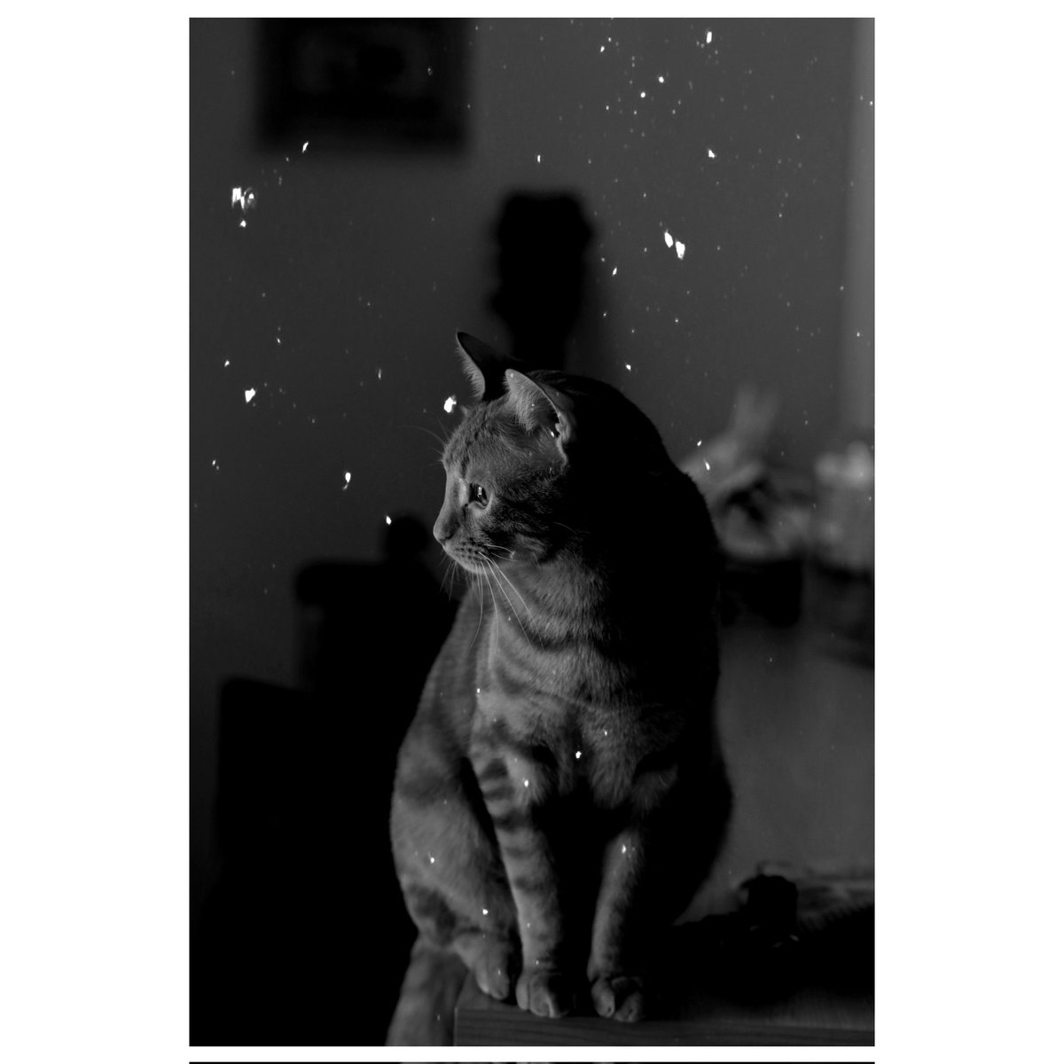 ainurdun's tweet photo. Proud #catmom https://t.co/1TQVlmVy6Q
