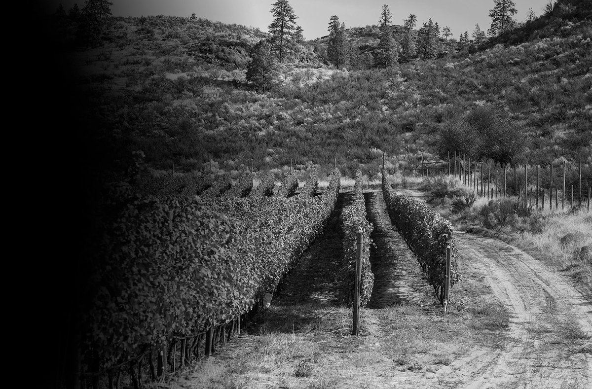 Mount Kobau looms above the South Okanagan Valley, with an increased diurnal range, ensuring natural freshness is retained in the Merlot. Harmony and vibrancy are showcased in this region, combined with restrained, elegant red fruit.