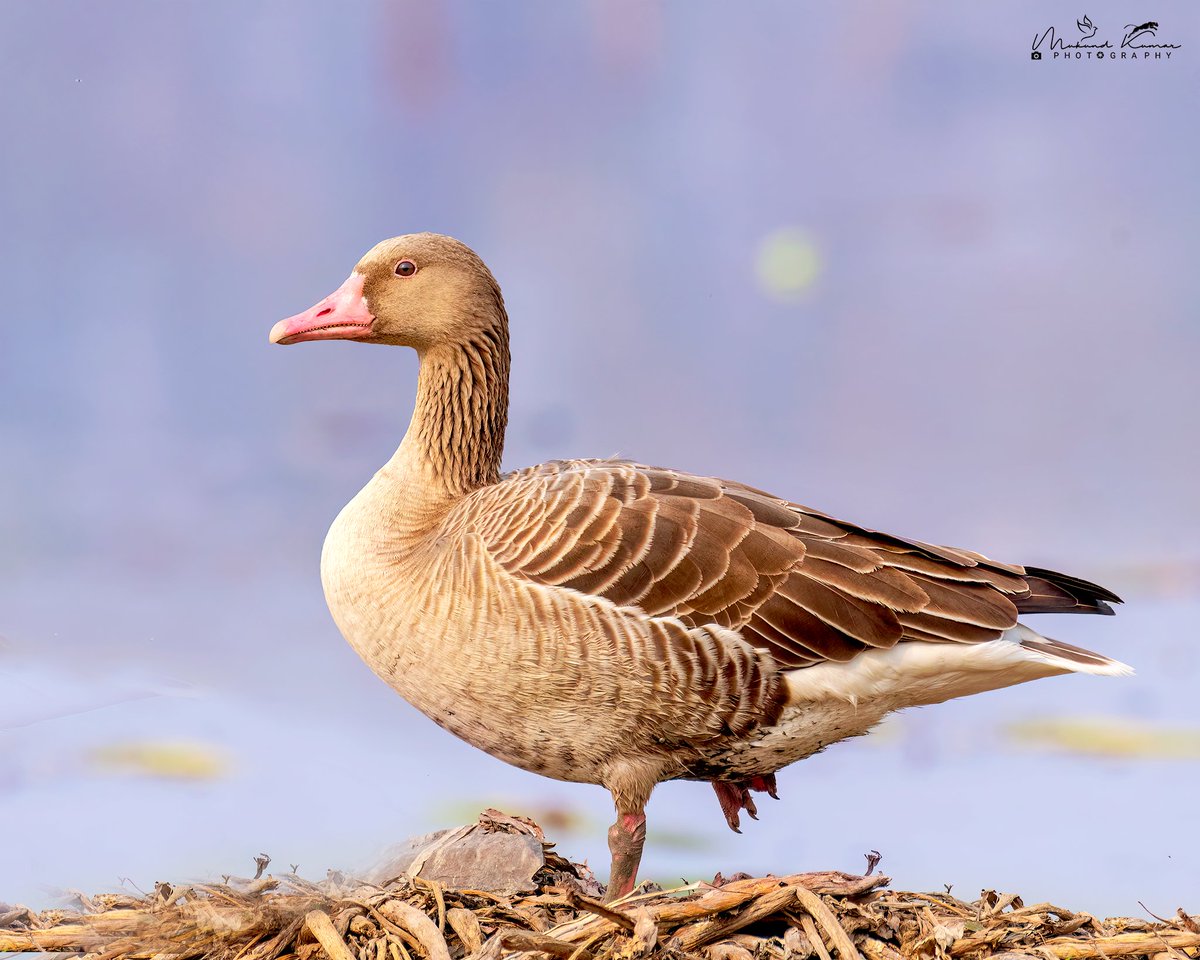 Did you know that the Graylag goose is one of the largest species of geese in the world? These magnificent birds can grow up to 40 inches in length and have a wingspan of up to six feet! 
Shot using #Nikon gear
#BirdsOfTheWorld #IndiAves #Photography #WeekendBirding #Birding