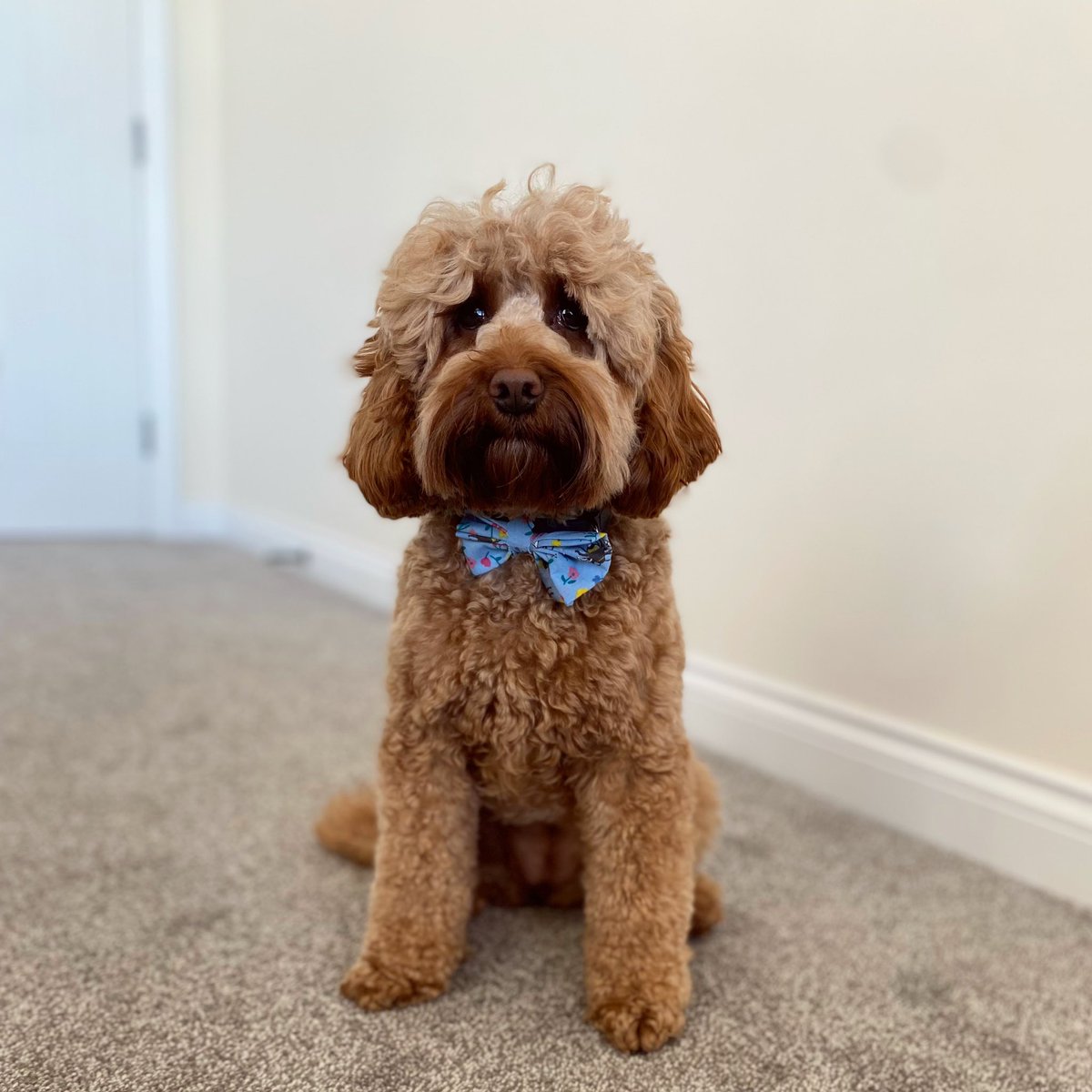 milliehashmi's tweet photo. @JohnLewisRetail #JLPets Dora the explorer 🥰 https://t.co/NNMuzNGkF1