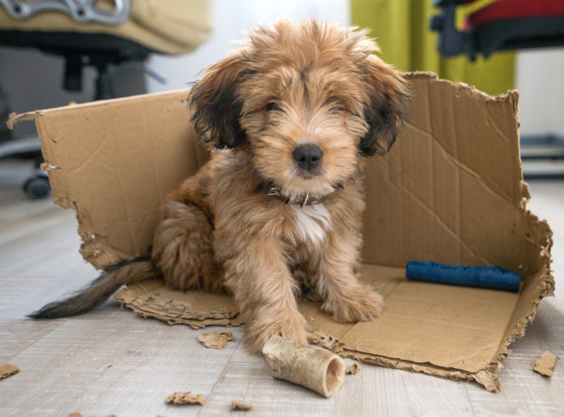 hubbubUK's tweet photo. Treat your pet for free by making a new game or toy out of something you already have in the house. Old or ripped clothes can be tug toys. Raid the recycling bin for milk jugs, cardboard boxes, anything to chase throw or chew.

 #ReduceReuseRecycle #NationalLoveYourPetDay https://t.co/XpdWgu2v9g