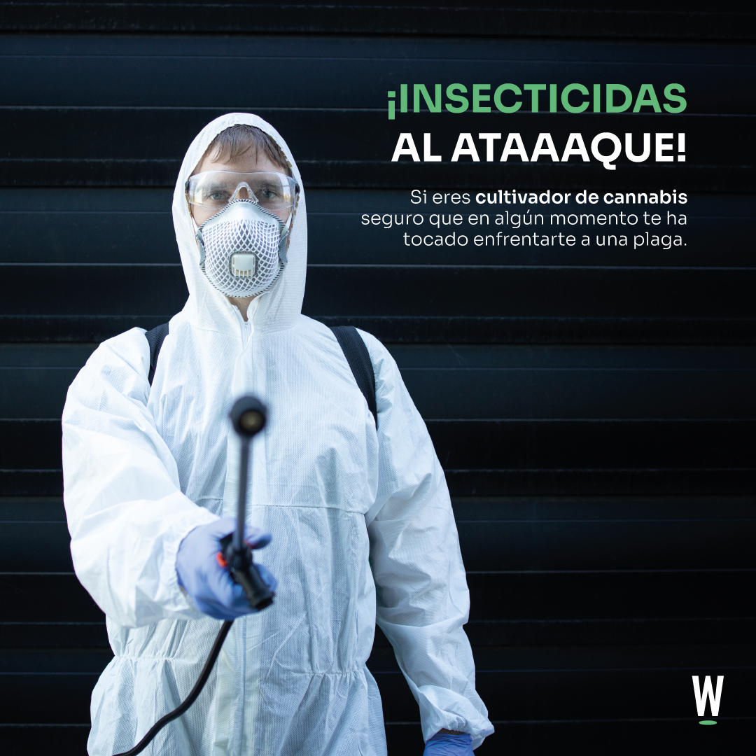 growmania_esp's tweet photo. ¡Insecticidas al ataaaque! 

Si eres cultivador de cannabis seguro que en algún momento te ha tocado enfrentarte a una plaga. 

🛒https://t.co/I2TZVom150

#Growmania #growshop #growonline #Marihuana #hemp #cultivar #insecticida https://t.co/yXaadida96