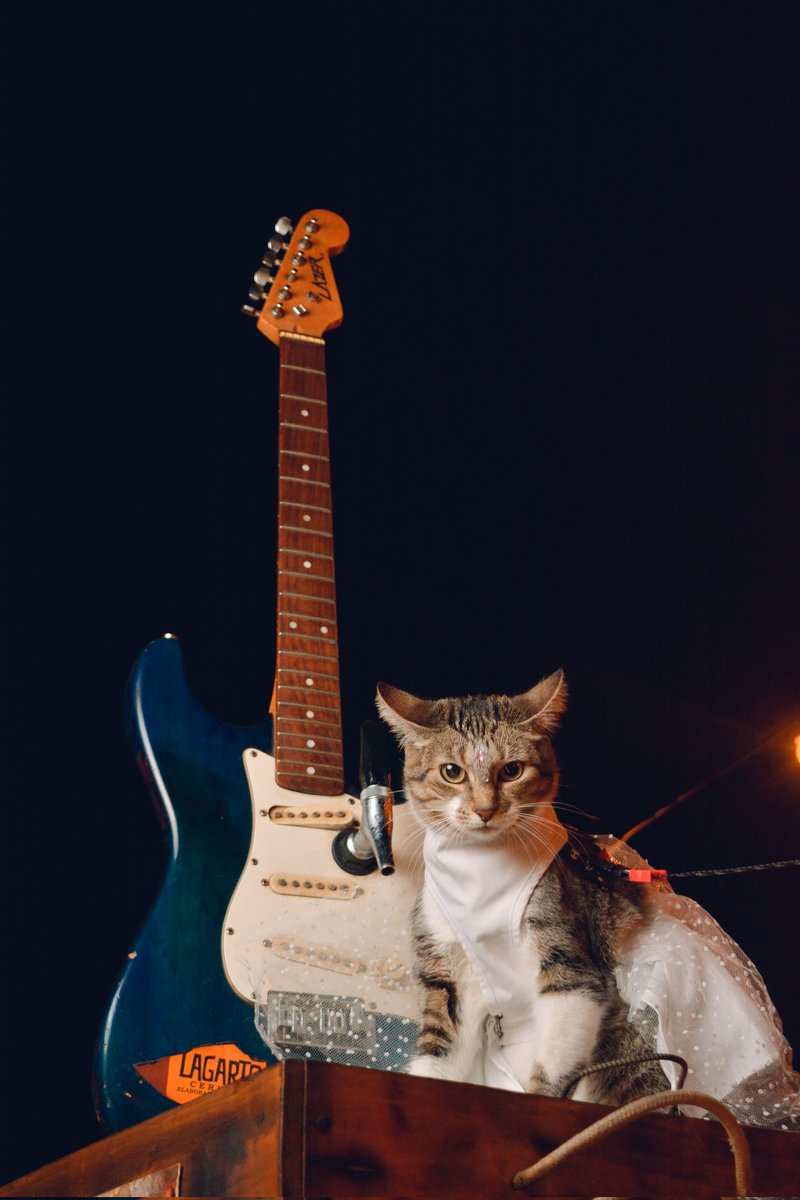 Li_the_cat's tweet photo. Rock🎸 and Cute 🤘🏻😼 @catsofinstagram #catsofinstagram #lithecat #catlovers #dress #cats #gatosdeargentina #mishis #gatos #gatosdebuenosaires https://t.co/seBVbJUlMP