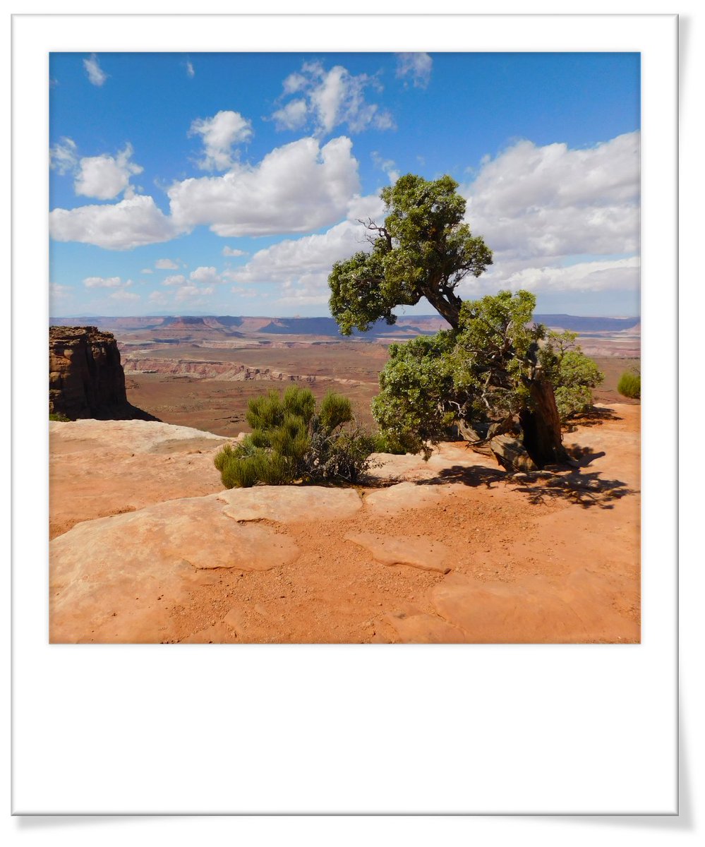 KitnShop's tweet image. Kits Log: Life... uhhh, finds a way. -Ian Malcom

nps.gov/cany/index.htm

KitnKatShop.com
#SmartDoll #DannyChoo