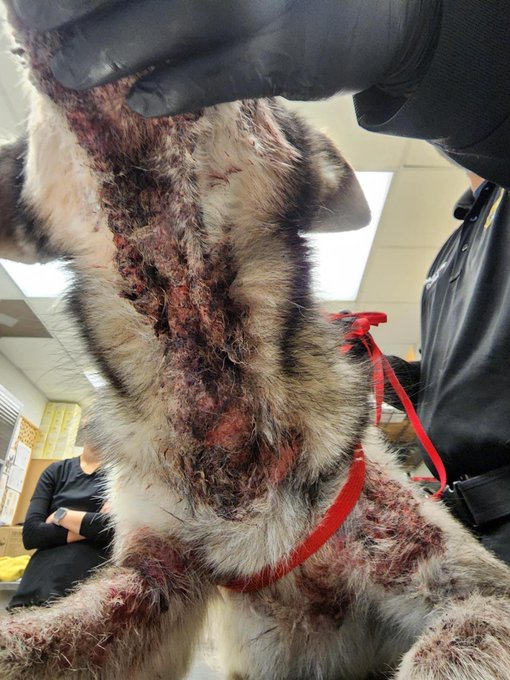 psychicwhisper3's tweet photo. 💔🐺VICKY😢🆘#A352691
#CorpusChristiTX 2 Yr Husky
😱In A Horrific State
😖Skin Is Oosing/Dermatitis/Sore
😨Scared & In Pain
Vicky Desperately Needs #Pledges🙏
Without This Help She Will
🚨Die 2/22 NOON 🚨Pls Help
📧ccacsrescues@cctexas.com
☎️361-826-4630
#SaveVICKY😖🏃♀️🆘 https://t.co/DZoGEndcae