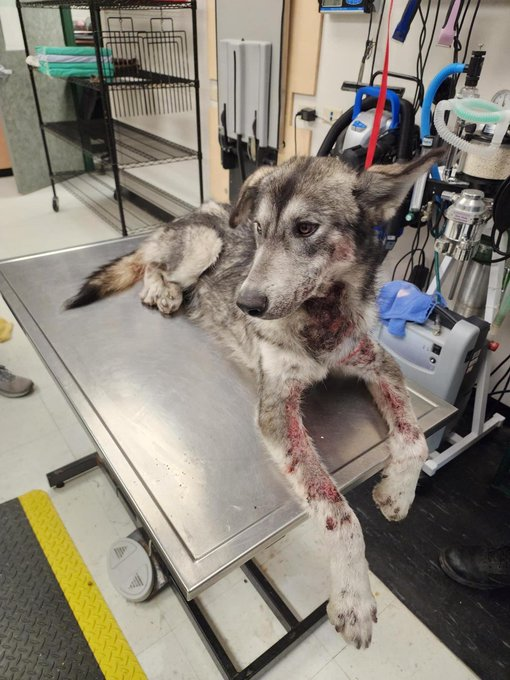 psychicwhisper3's tweet photo. 💔🐺VICKY😢🆘#A352691
#CorpusChristiTX 2 Yr Husky
😱In A Horrific State
😖Skin Is Oosing/Dermatitis/Sore
😨Scared & In Pain
Vicky Desperately Needs #Pledges🙏
Without This Help She Will
🚨Die 2/22 NOON 🚨Pls Help
📧ccacsrescues@cctexas.com
☎️361-826-4630
#SaveVICKY😖🏃♀️🆘 https://t.co/DZoGEndcae
