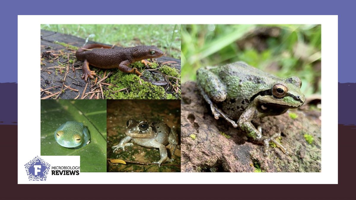 FEMSmicro's tweet photo. Microbiota plays a vital role in the #amphibian health and disease. Hernández-Gómez and Hua summarize influence of abiotic and biotic factors on #amphibian #microbiota. #frogs #toads #ecology #GlobalChange
https://t.co/Vlti464cMs
#FEMSMicrobiolRev https://t.co/OmQbJu1Jim
