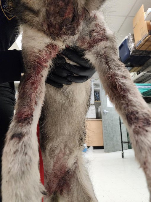psychicwhisper3's tweet photo. 💔🐺VICKY😢🆘#A352691
#CorpusChristiTX 2 Yr Husky
😱In A Horrific State
😖Skin Is Oosing/Dermatitis/Sore
😨Scared & In Pain
Vicky Desperately Needs #Pledges🙏
Without This Help She Will
🚨Die 2/22 NOON 🚨Pls Help
📧ccacsrescues@cctexas.com
☎️361-826-4630
#SaveVICKY😖🏃♀️🆘 https://t.co/DZoGEndcae