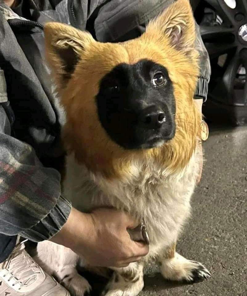 Canti.EXE on Twitter "Racist dog"