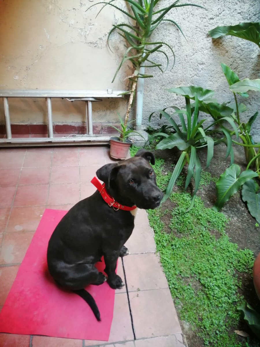 isaelDC's tweet photo. Urge encontrarle casa es un amor de perro🐶
Perrita en adopción, busca familia para compartir toda su vida. La bajaron de una camioneta, es obediente, limpia, está acostumbrada a salir, en casa no hace sus necesidades,busca apapachos. #Adoptanocompres https://t.co/1z8ZYmyp6N