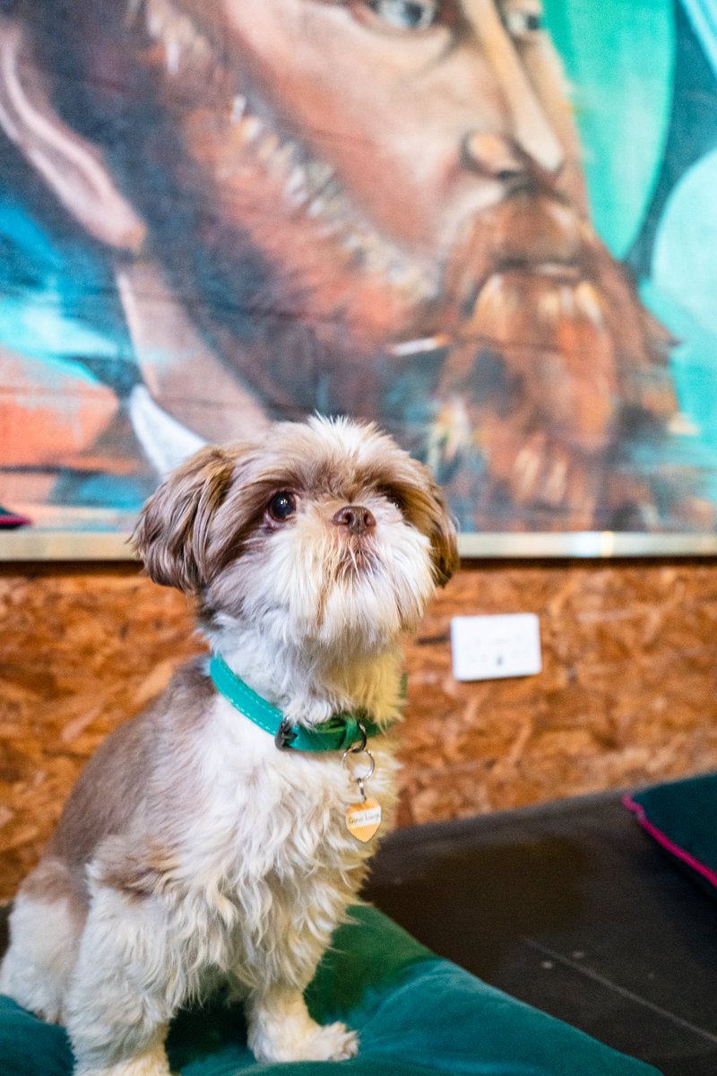 It's National LOVE YOUR PET DAY! 🐶 💕

At Founders &amp; Co, we love pets just as much as you do! So why not celebrate that love by bringing your furry friend with you when you work from our Work from Here Club? ☕

#NationalLoveYourPetDay #Swansea #doglovers #CoffeeClub #work
