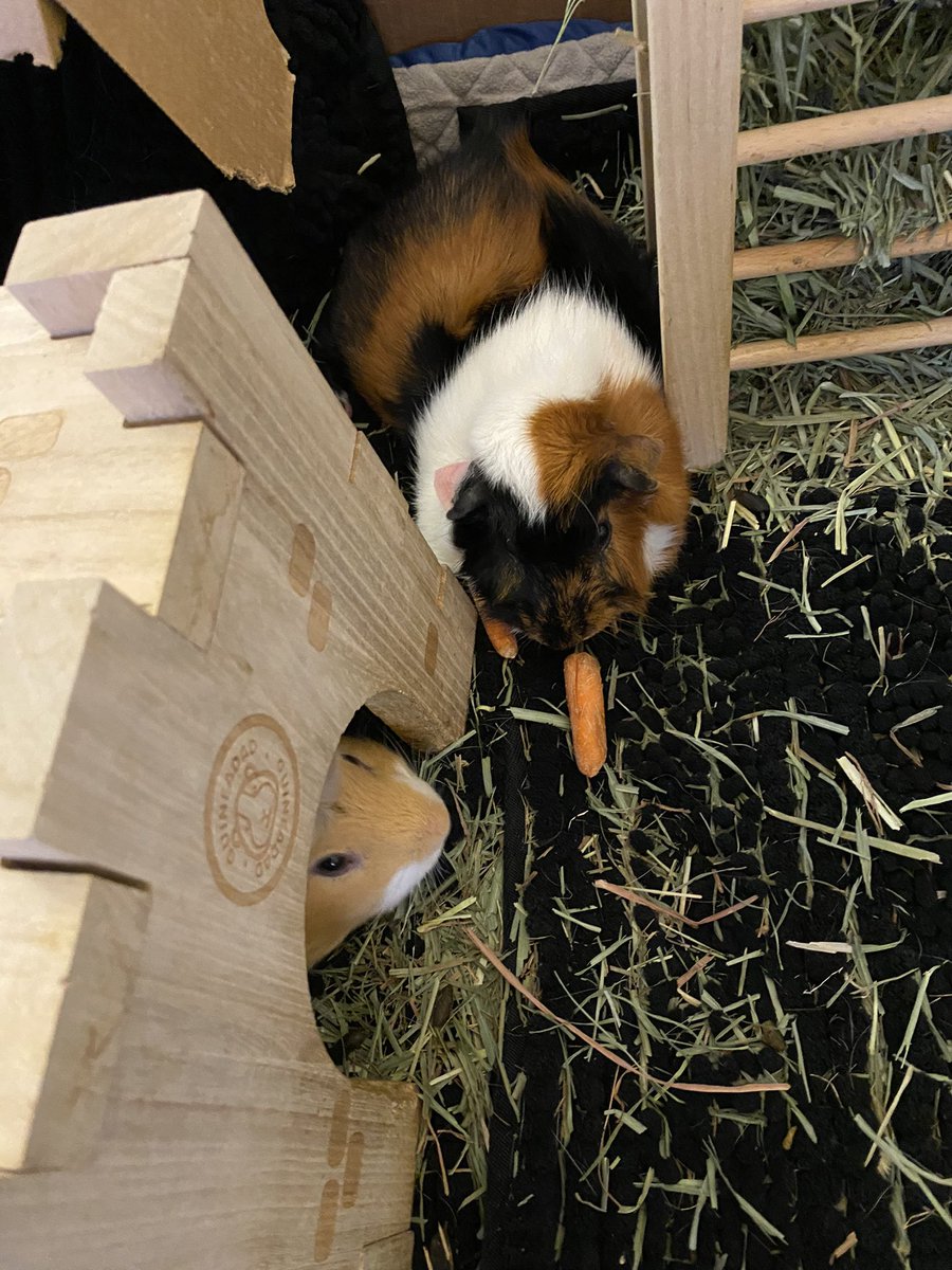 MsPhysicist's tweet image. Love my piggies #gooddaydc