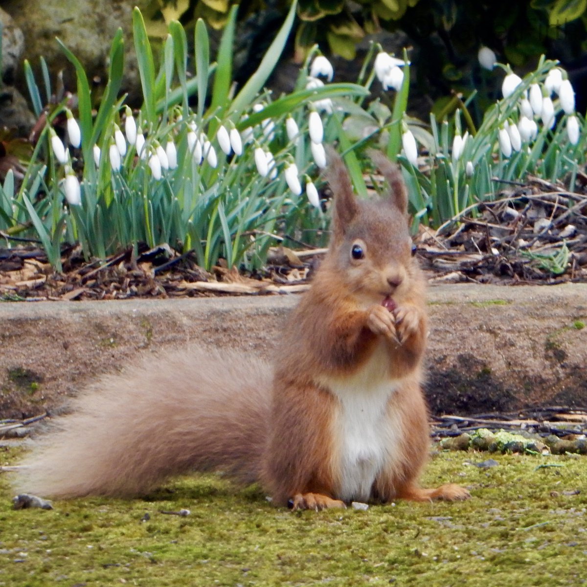 UllswaterFelt's tweet photo. #redsquirrel #redsquirrelsofcumbria @eden_reds @cumbriawildlife #snowdrops https://t.co/Fei7QMELTK