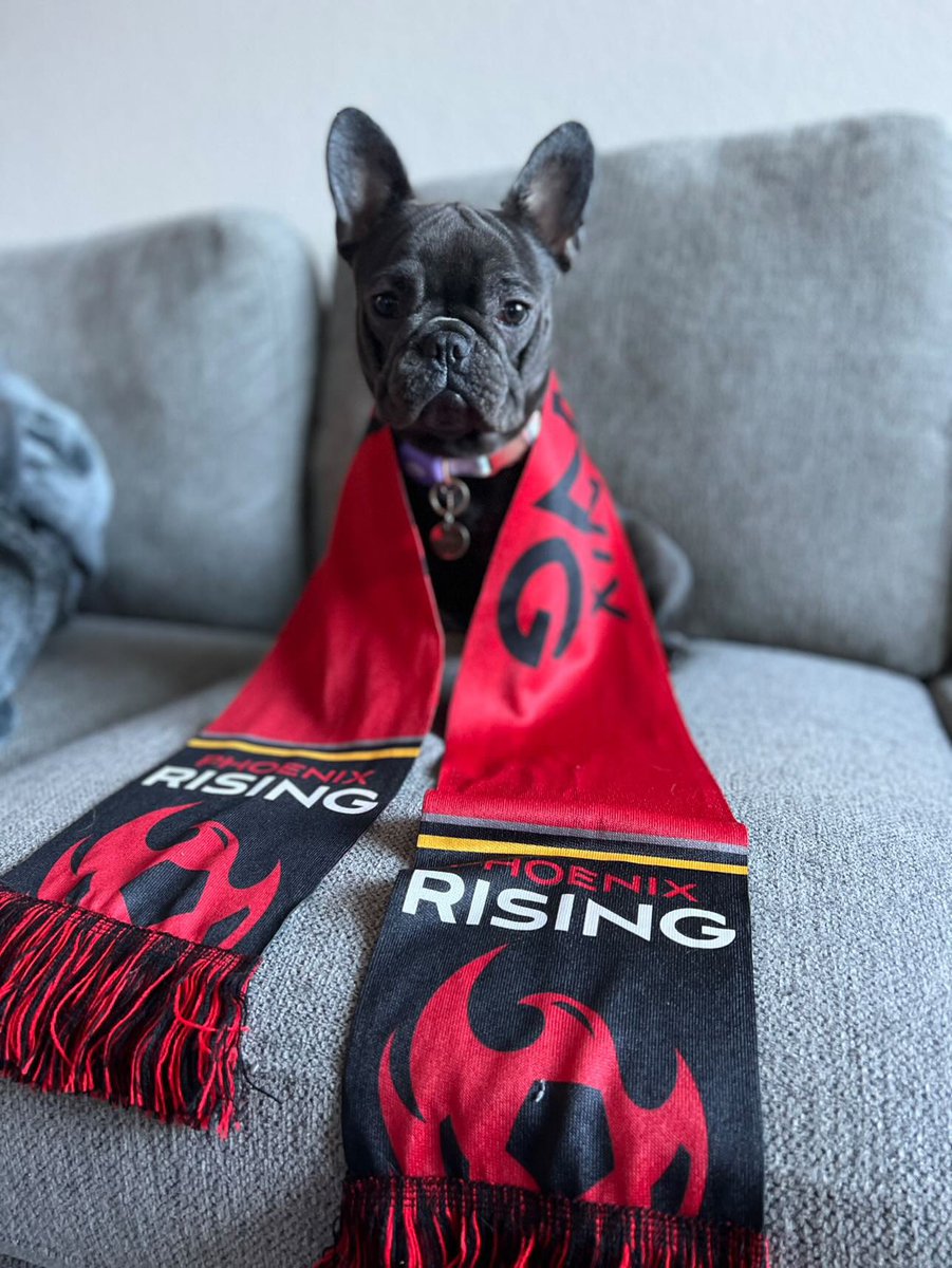 PHXRisingFC's tweet photo. Happy #NationalLoveYourPetDay! Show love for your pets by dropping a photo of them below!
Say hi to Chloe, @ManuelArteaga7's french bulldog.
#RisingAsOne https://t.co/QTnOFArgOT