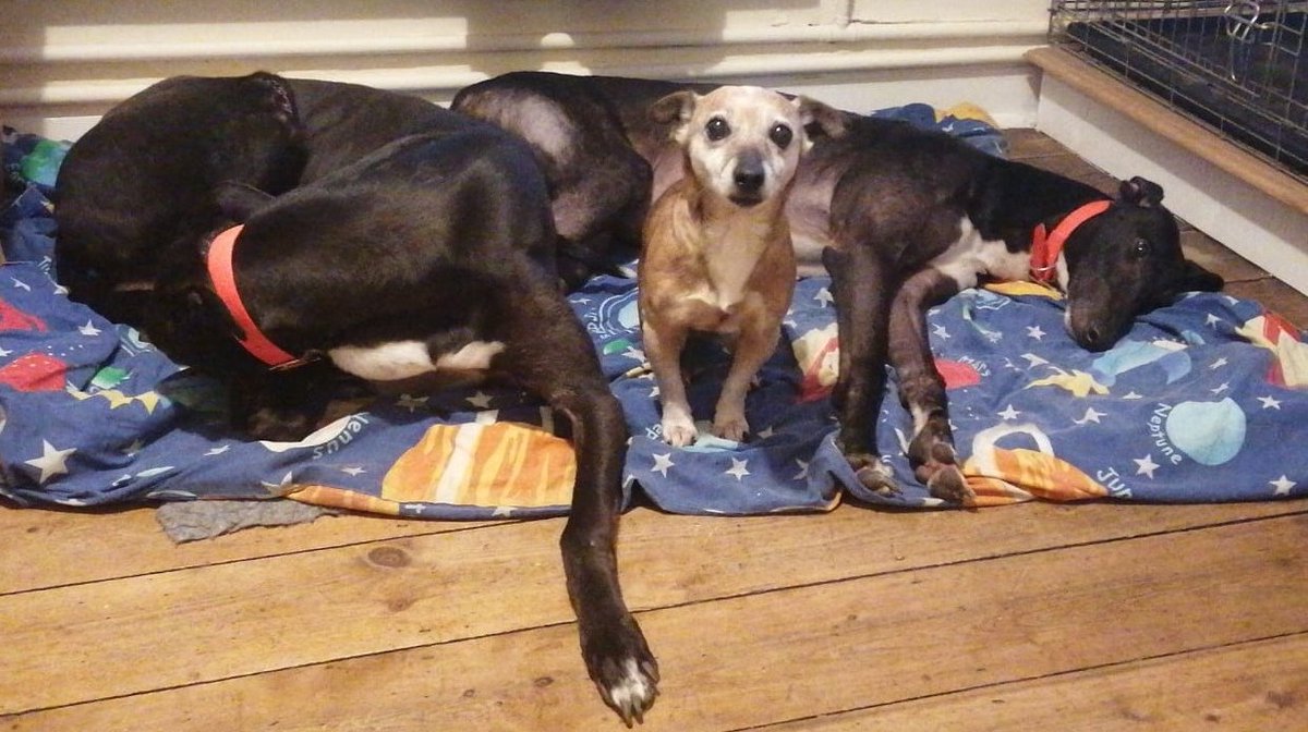 AdachiRetired's tweet photo. What a pleasure it's been to have the Lord Milo  return for a small holiday. He's been absolutely amazing! 🧡

#RiversideMilo #LifeAfterRacing #AdachiRetiredGreyhounds https://t.co/BiObY3qKLe