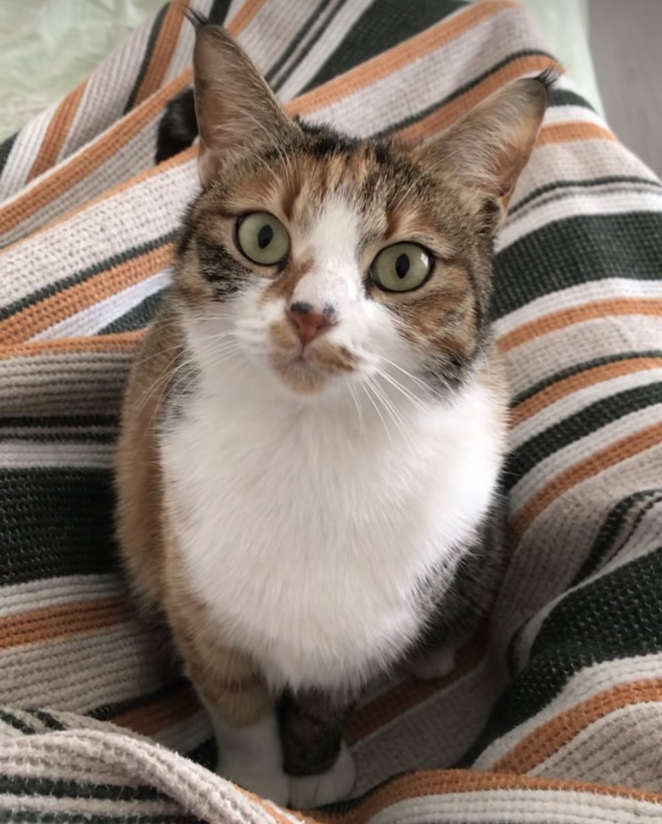 Osmaniye İstanbul arası 2 kedi için acil nakil gönüllüsü arıyoruz. Destek olabilecek var mı? 
İletişim Selin Hanım 0543 626 83 38