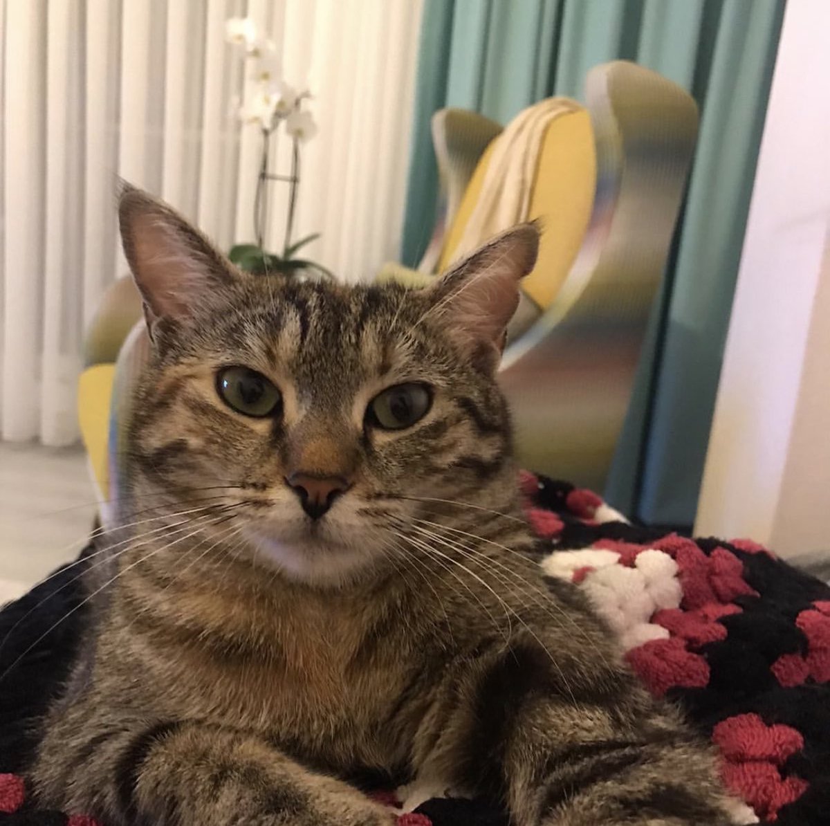 SuziOnline_blog's tweet photo. Osmaniye İstanbul arası 2 kedi için acil nakil gönüllüsü arıyoruz. Destek olabilecek var mı? 
İletişim Selin Hanım 0543 626 83 38 https://t.co/nDRT0ZnBZ0