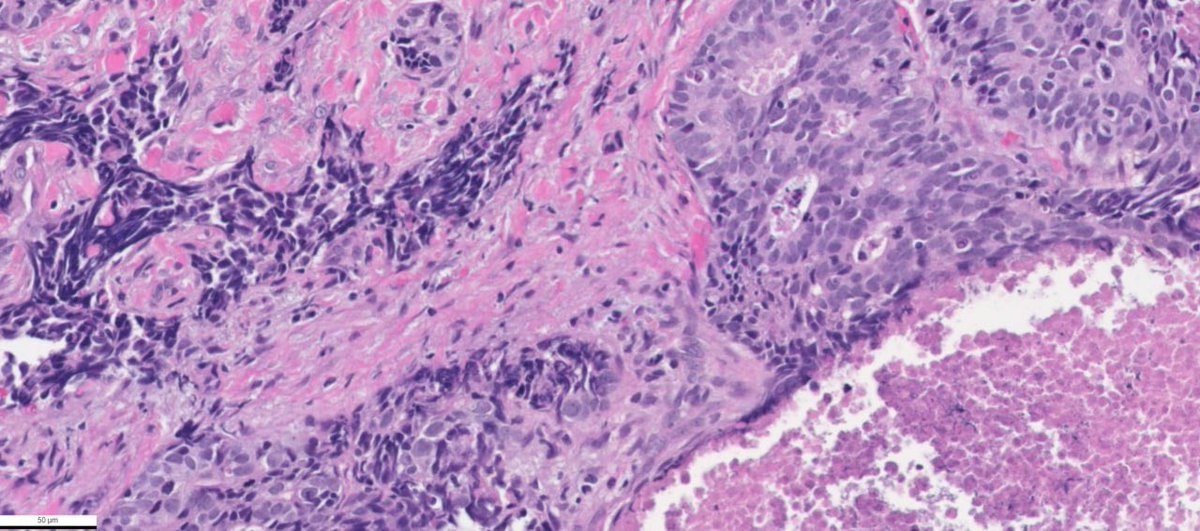 Vladimir Kushnarev tweet media