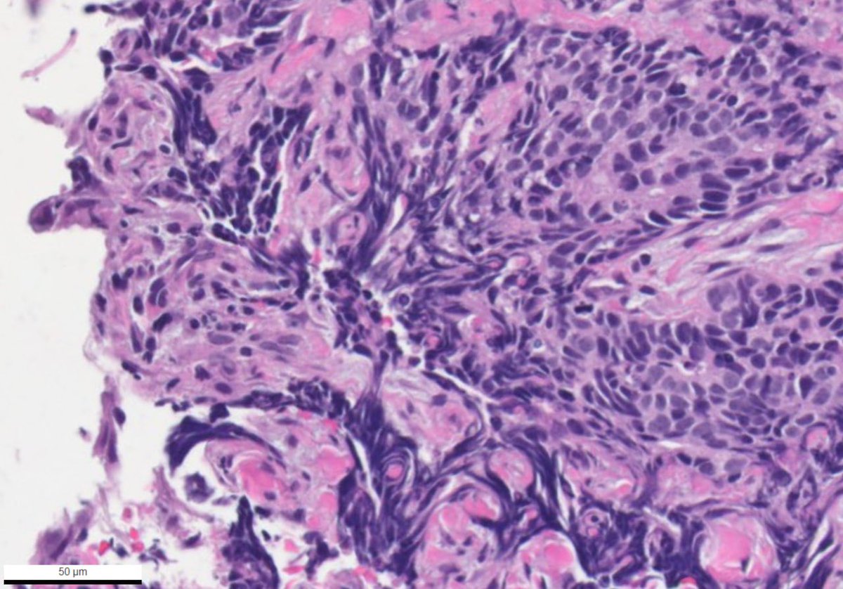 Vladimir Kushnarev tweet media