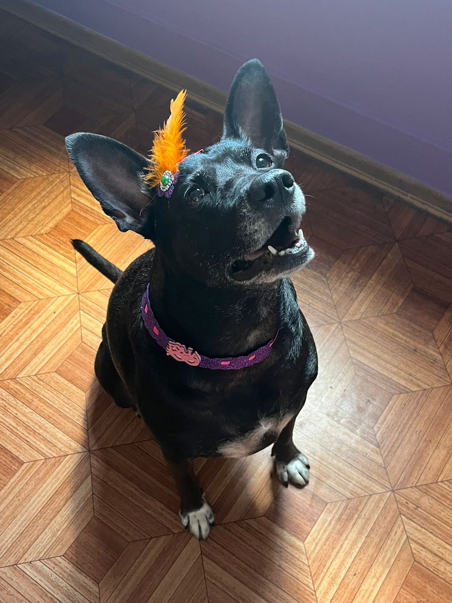 Katniss, nossa melindrosa, em total clima carnavalesco!❤️🐶
Parece que gostou do adorno… milagrosamente, ainda permanece com ele, intacto! 😮 Rsrsrs

#caes #pets #amigos #carnaval #carnaval2023
