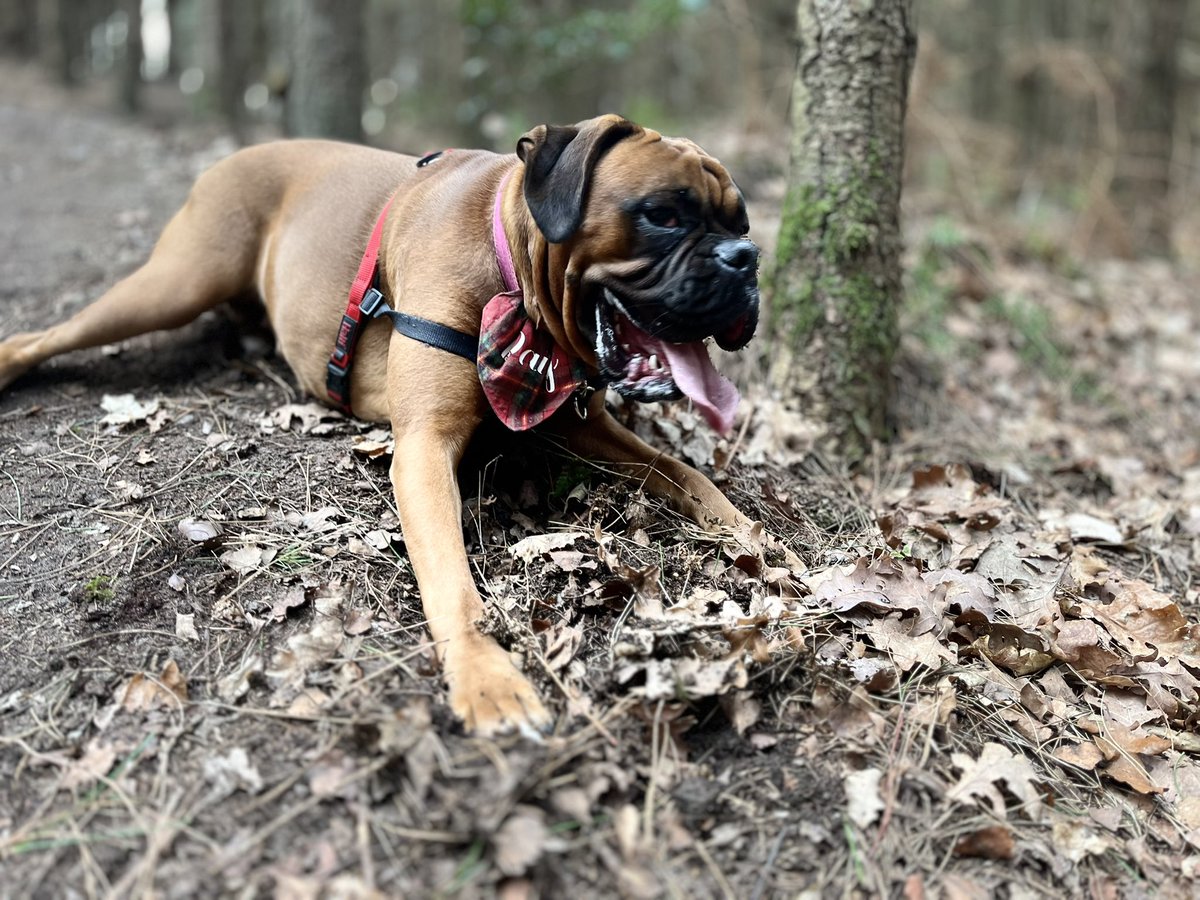 Daisy wins picture of the day. What a beauty she is! ♥️