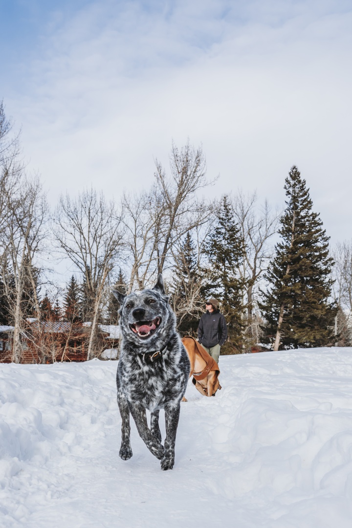 KnobHillInn's tweet photo. Your four-legged friends love adventuring in Ketchum just as much as you do! 🐾 Share the excitement of Sun Valley with our Wagging Tail Escape year-round, but especially on 
#NationalLoveYourPetDay !

Learn more: https://t.co/oh6CnZ8hhZ https://t.co/2Fv1SQm7aB