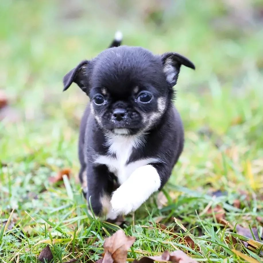 Kimbi512's tweet photo. Chihuahua are 🤗🥰
I love the way they run
#puppy #puppylove #Puppies #dogs #DogsofTwittter #life #family https://t.co/5uEDz0gxv0