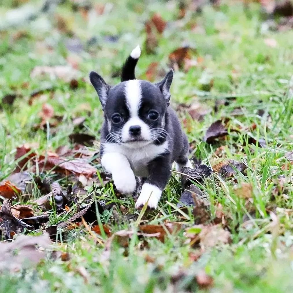 Kimbi512's tweet photo. Chihuahua are 🤗🥰
I love the way they run
#puppy #puppylove #Puppies #dogs #DogsofTwittter #life #family https://t.co/5uEDz0gxv0