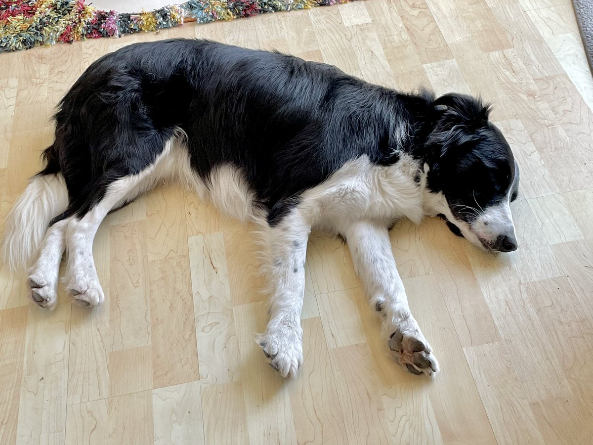 WilmaBenton19's tweet image. Take a look at his because it’s more rare than Sasquatch or the Loch Ness monster. 
A TIRED Nash! 
#dogsoftwitter
#bordercollie 
#busyweekend