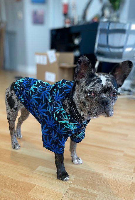 I love you, Granite. Thank you for being in my life even though your farts are rancid 🐶   #NationalLoveYourPetDay<a href="/tag/nationalloveyourpetday"class="tags"><span>#nationalloveyourpetday</span></a>