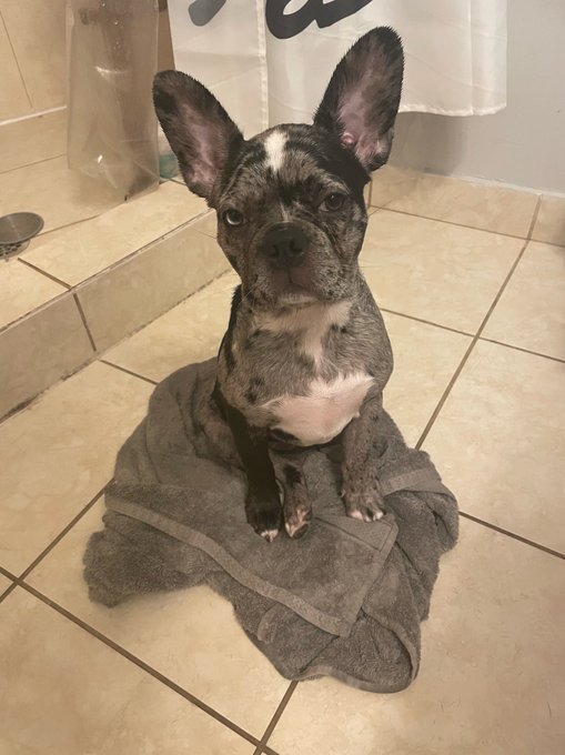 I love you, Granite. Thank you for being in my life even though your farts are rancid 🐶   #NationalLoveYourPetDay<a href="/tag/nationalloveyourpetday"class="tags"><span>#nationalloveyourpetday</span></a>