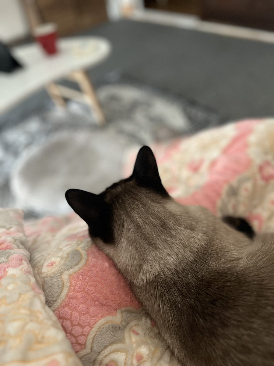lovelyfur's tweet photo. 이사후 잘 적응한 
여전히 동그랗고 소둥한 내 아기💕 https://t.co/tqK8EmqUgC