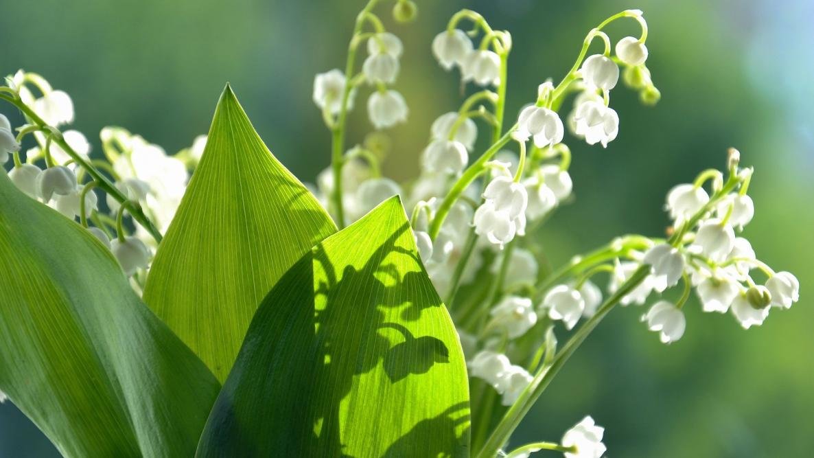 tobycurden's tweet photo. @HydeNikolaev Lily of the valley, there's just something special about walking through forest and coming to an area full of them covering the ground, more open and fresh green and still. Old folklore here says it's bad luck to plant it yourself but good luck otherwise (it's also poisonous). https://t.co/FmfL8ofWG5
