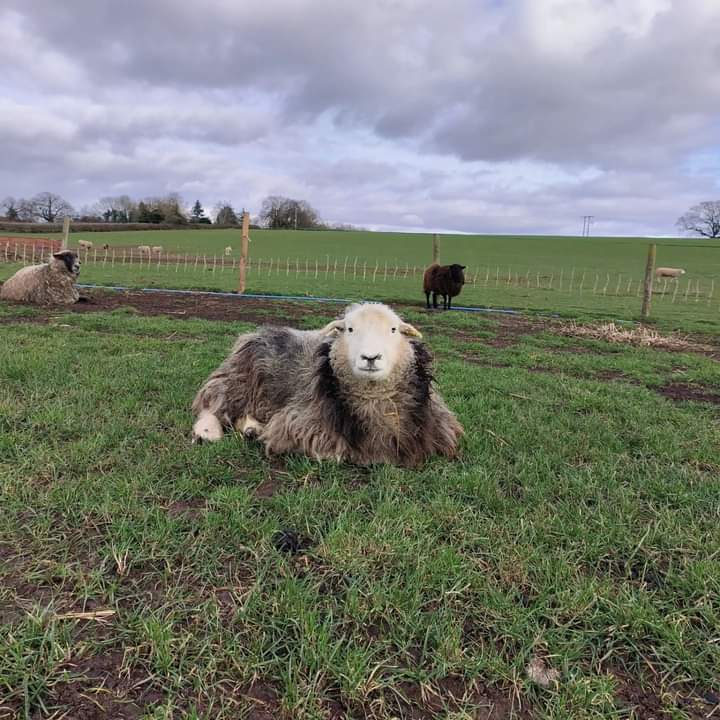 fars_sanctuary's tweet photo. #StormSheep is v proud of her stunning brown coat ๐ & her pretty, smiley face is hard to miss โบ She's a reserved girl but happily accepts a biscuit, of crs ๐ฅฐ๐ช!
If you'd like to donate towards the care of Storm & others, pls access our PayPal link ๐
https://t.co/M2pkZLORUM https://t.co/gnkrpw5hz1