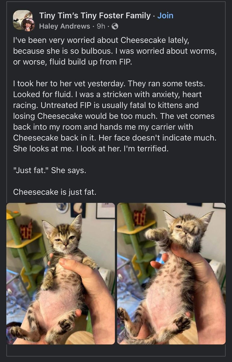 animals going goblin mode (@mischiefanimals) on Twitter photo 