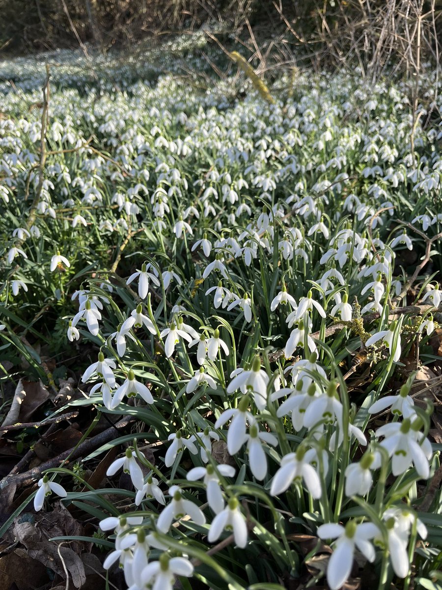 Joining in with the blanket of snowdrops pictures - can you spot the bee? We saw a few huge bumble bees today and this much smaller (honey?) bee -spring is on its way …..