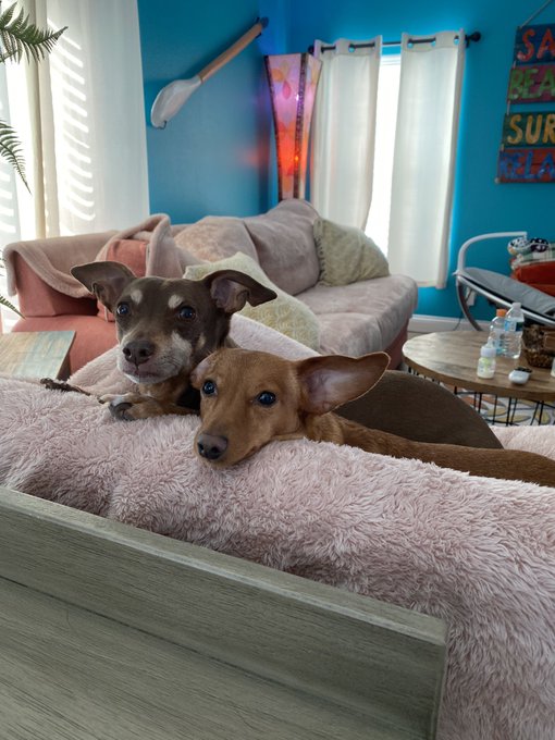 1 pic. Rudy and Roxy looking all cute snuggled up together ? https://t.co/5bNFA9D0K8