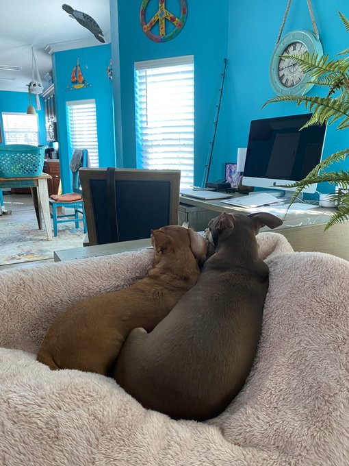 2 pic. Rudy and Roxy looking all cute snuggled up together ? https://t.co/5bNFA9D0K8