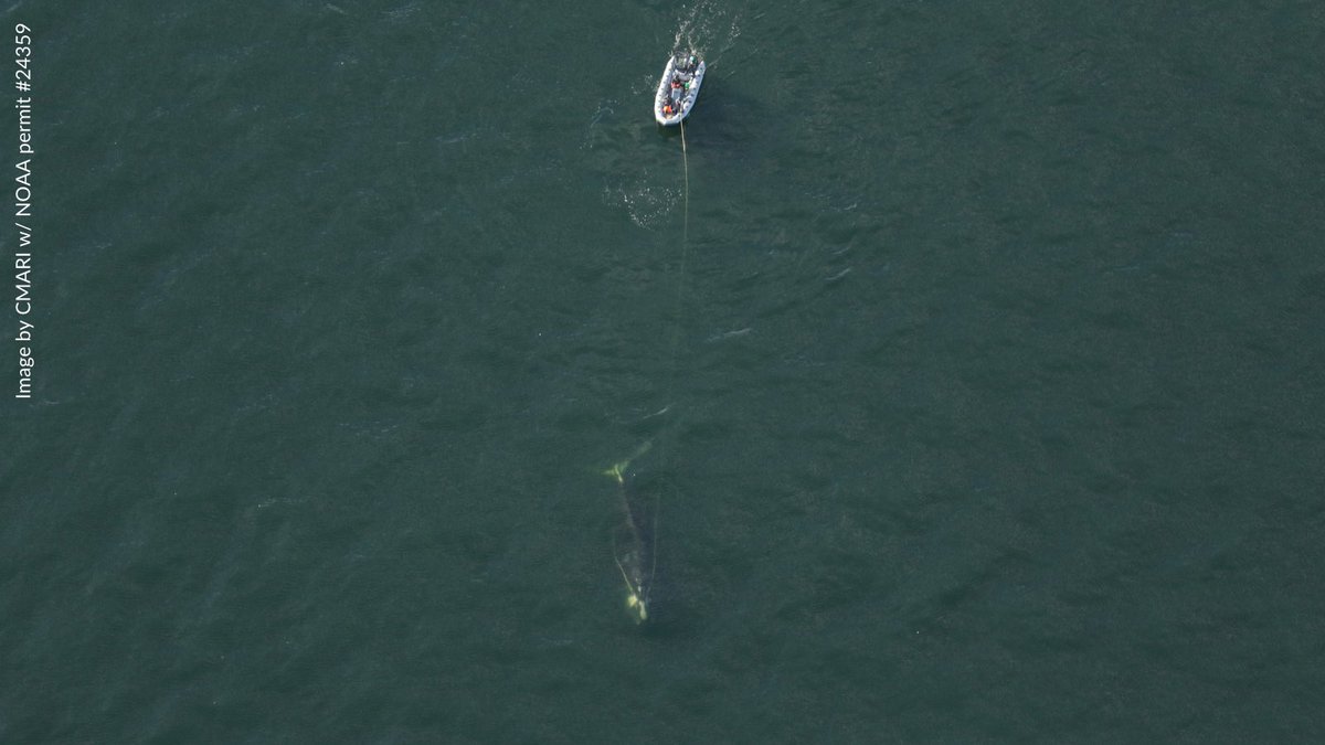 oceana's tweet photo. 🧵: New hope for North Atlantic right whale “Nimbus!” After he was seen entangled, trained experts were able to remove ~375 feet of rope from his mouth. Thanks to Georgia Department of Natural Resources for leading this response with @MyFWC, @CMAquarium, @NOAAFisheries, &amp; @MCRInt https://t.co/PXxcIWTHre