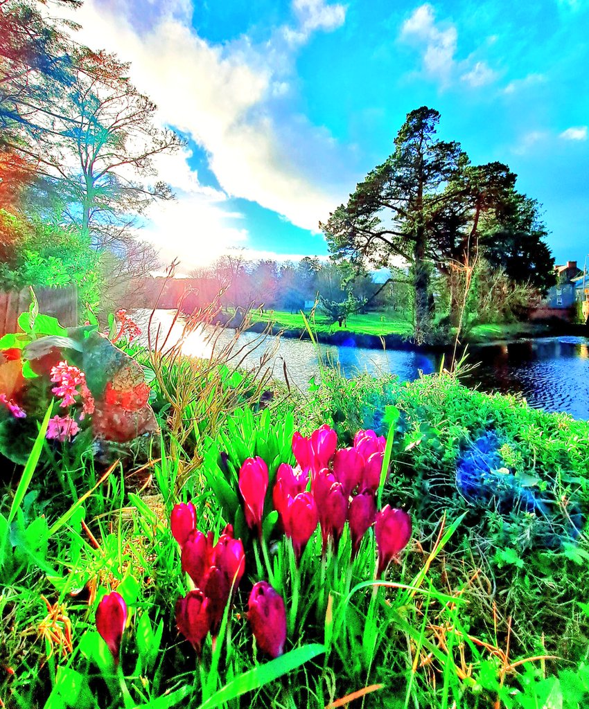 nnylfsemaj's tweet photo. When the days are getting that grand stretch, the good-drying breeze is picking up and the crocuses are in bloom, you know that it won't be long now.
#grandstretchintheevening #crocusflowers🌺 #earrach2023 #spring2023🌼🌺🌸 #february #feabhra #riversullane #maíghchromtha💚🤍 https://t.co/99s57eNH2w