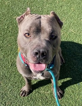 KarenSConniff's tweet photo. #Apawllo #CLE #OH #ADOPT Hi! My name is Apawllo! I'm about 5 years old. I am a sweet active pup! I am very playful and I know sit. I am heartworm positive and Friends of City Dogs covers cost of my treatment. Visit the website to request a meet: https://t.co/ZAE4iWeR14 https://t.co/zn5wS3sFcj