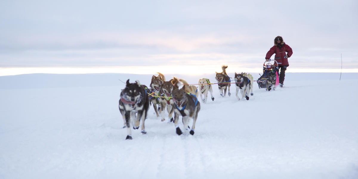 visitnorway's tweet photo. 🐶 Woof! Woof! Happy sledge dogs with wagging tails do what they love the most: run!
https://t.co/aBx8GDYWVl #norway #norge #dogsledging https://t.co/0tkzPM2RYi