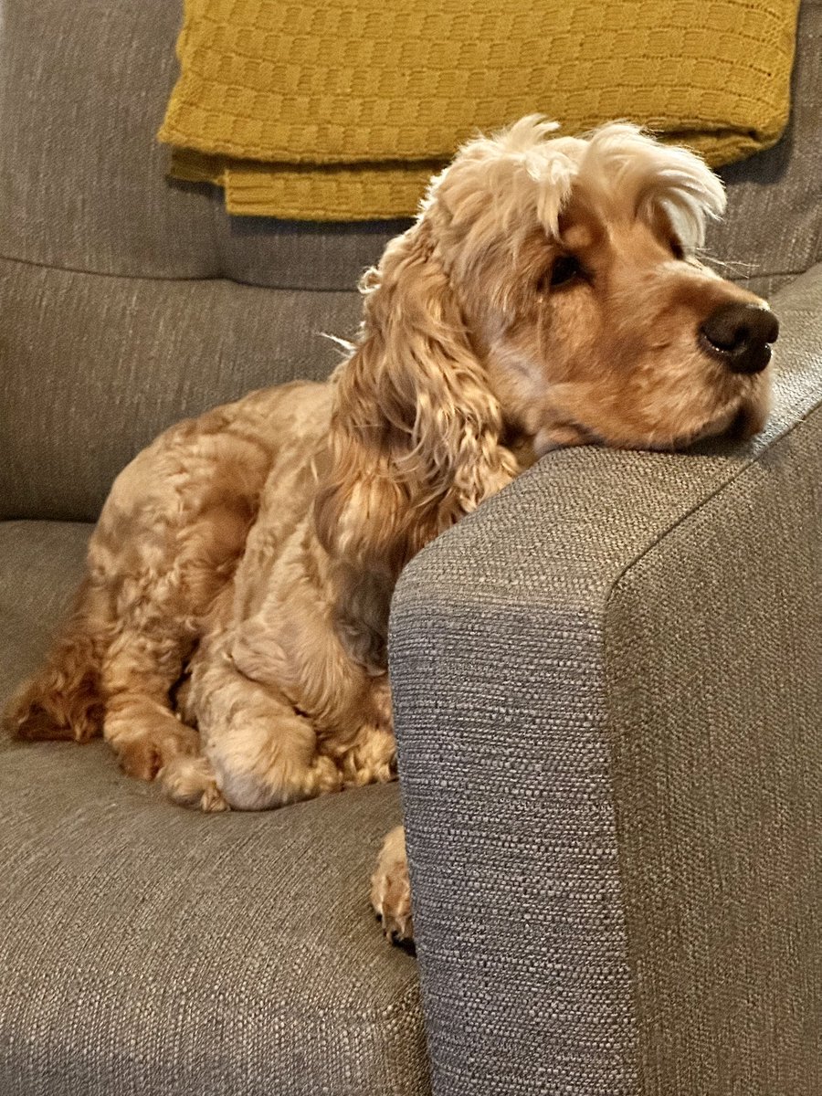 MERLOT42's tweet photo. How could you not love him #LoveYourPetDay, he’s my shadow, makes me laugh every day and is currently snuggled up beside me on the sofa 💛🦮🐾 https://t.co/ee0aFbXDzU