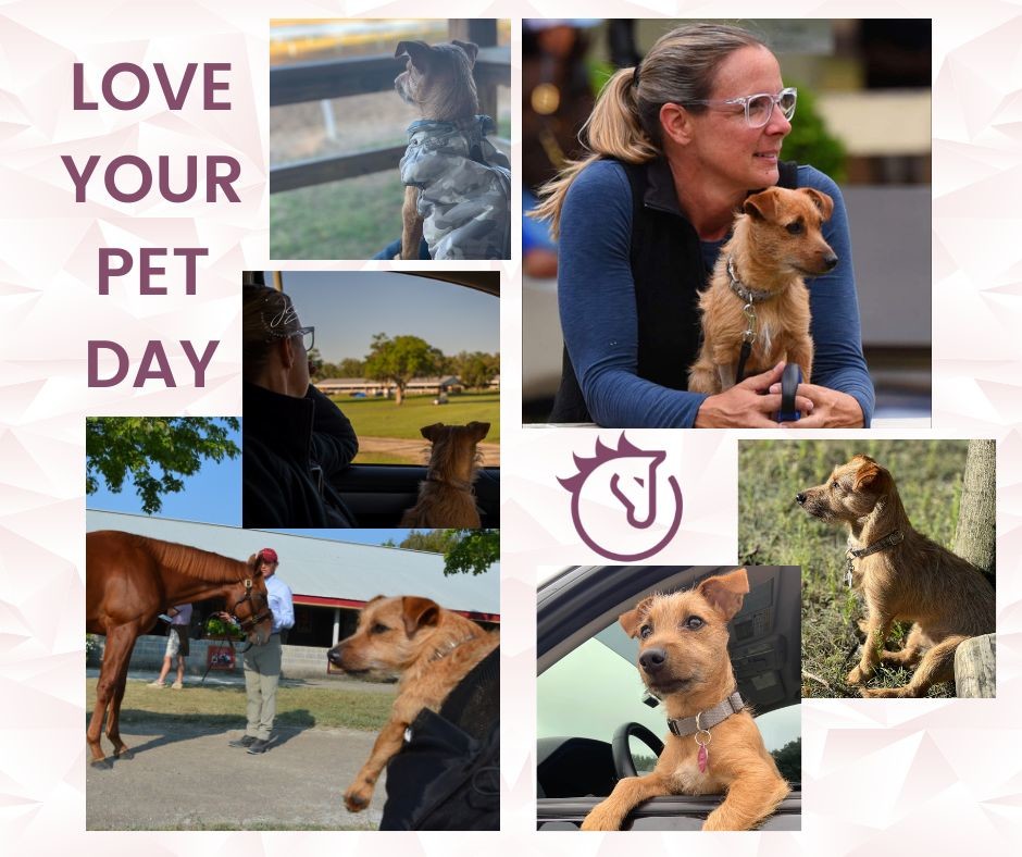 On February 20th we celebrate National Love Your Pets Day by highlighting one of our favorite pets, LUCY! Today pamper your animals and focus on the special relationships that pets have in our lives. #pets #loveyourpets