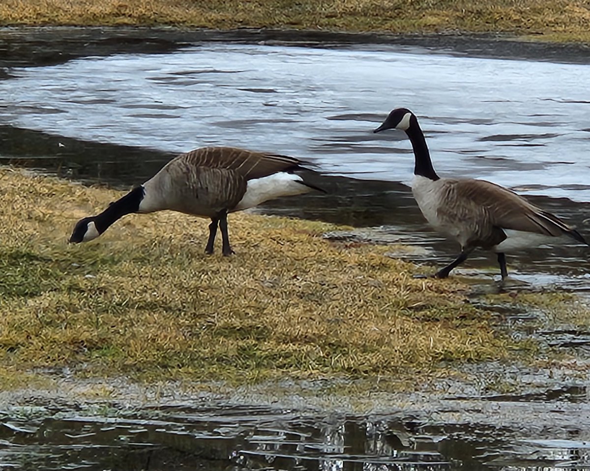 Geese this morning at Shenantaha Park in Malta. Also heard redwing blackbirds in the wetlands. Are birds fooled into thinking it's spring? #Itswinter