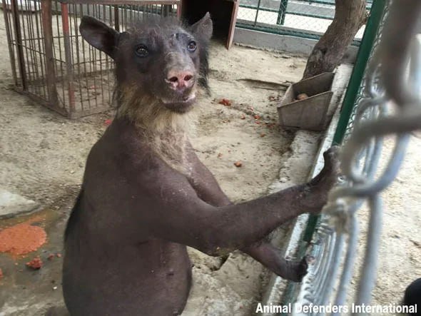 Лысые медведи

🐻Ветеринары не могут точно понять, что вызвало облысение, по одной из версий, медведи могли потерять шерсть из-за стресса. Вам нравится такой мишка?