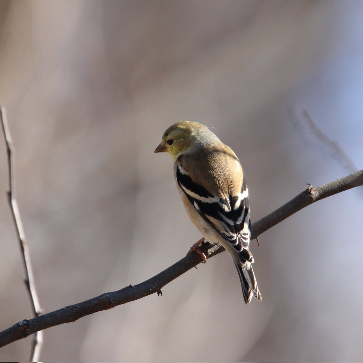 birdhouse_love's tweet photo. I wonder if this little goldfinch is thinking about all of the things they need to do this week?
#mondayplanning #monday #mondaymorning #finches #mondaymotivation #finch #goldfinches #goldfinch #ohiobirdworld #ohiobirdlovers #ohiobirdingphotography #ohiobackyardbirding https://t.co/q0J1lPIwtn